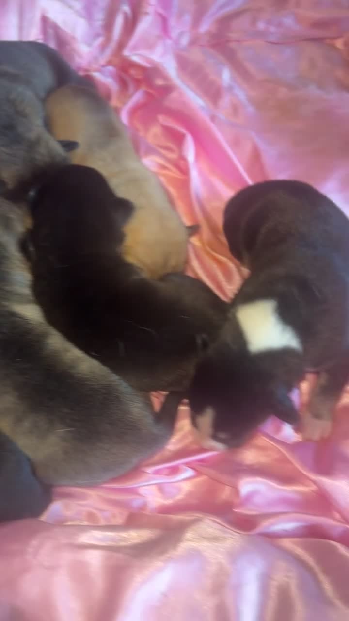 Mixed Breed dogs for sale: Stuffy puppies for sale  - Video 2