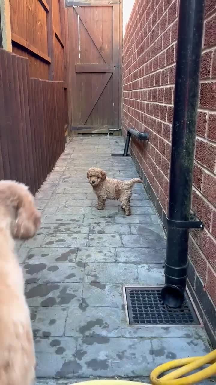 Cockapoo dogs for sale: Cockapoo male needing a forever home - Video 1