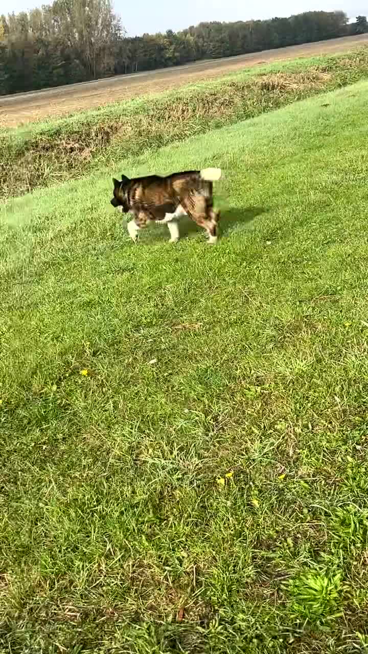 Akita dogs for stud: Akita for STUD only - Video 1