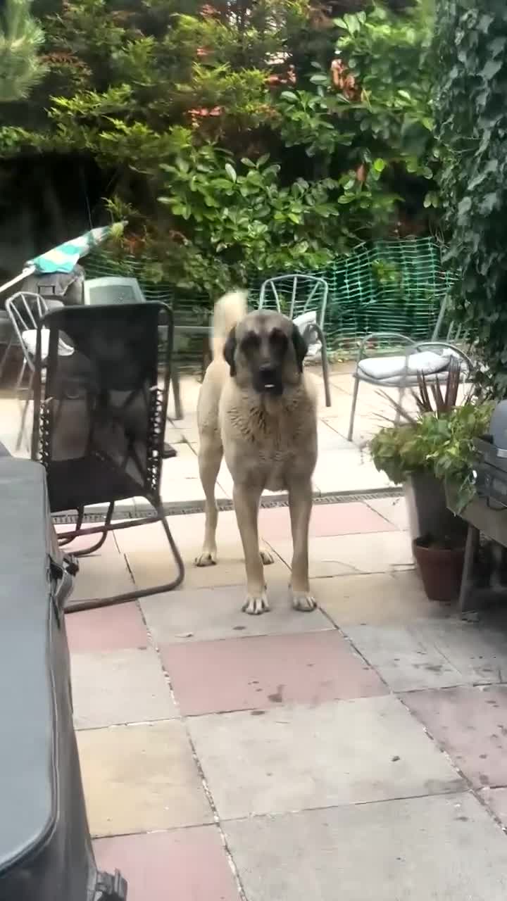 Turkish Kangal dogs for stud: 5 year old male kangal  - Video 1