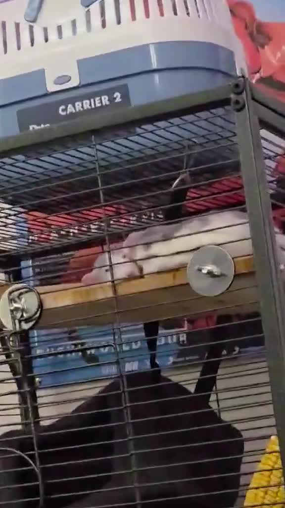 Rat rodents for sale: Two sweetest female rats with large enclosure  - Video 2
