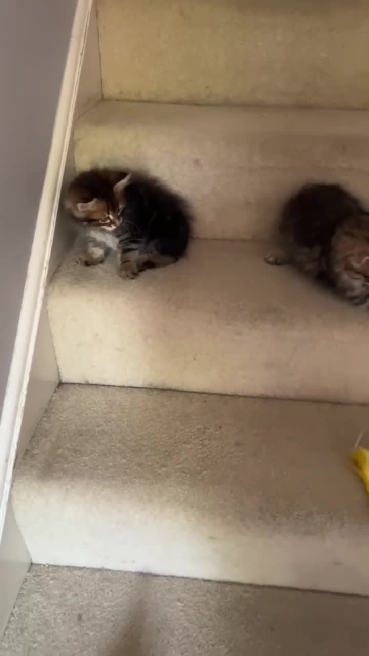Siberian cats for sale: Beautiful purebred Siberian kittens-Hypoallergenic - Video 4