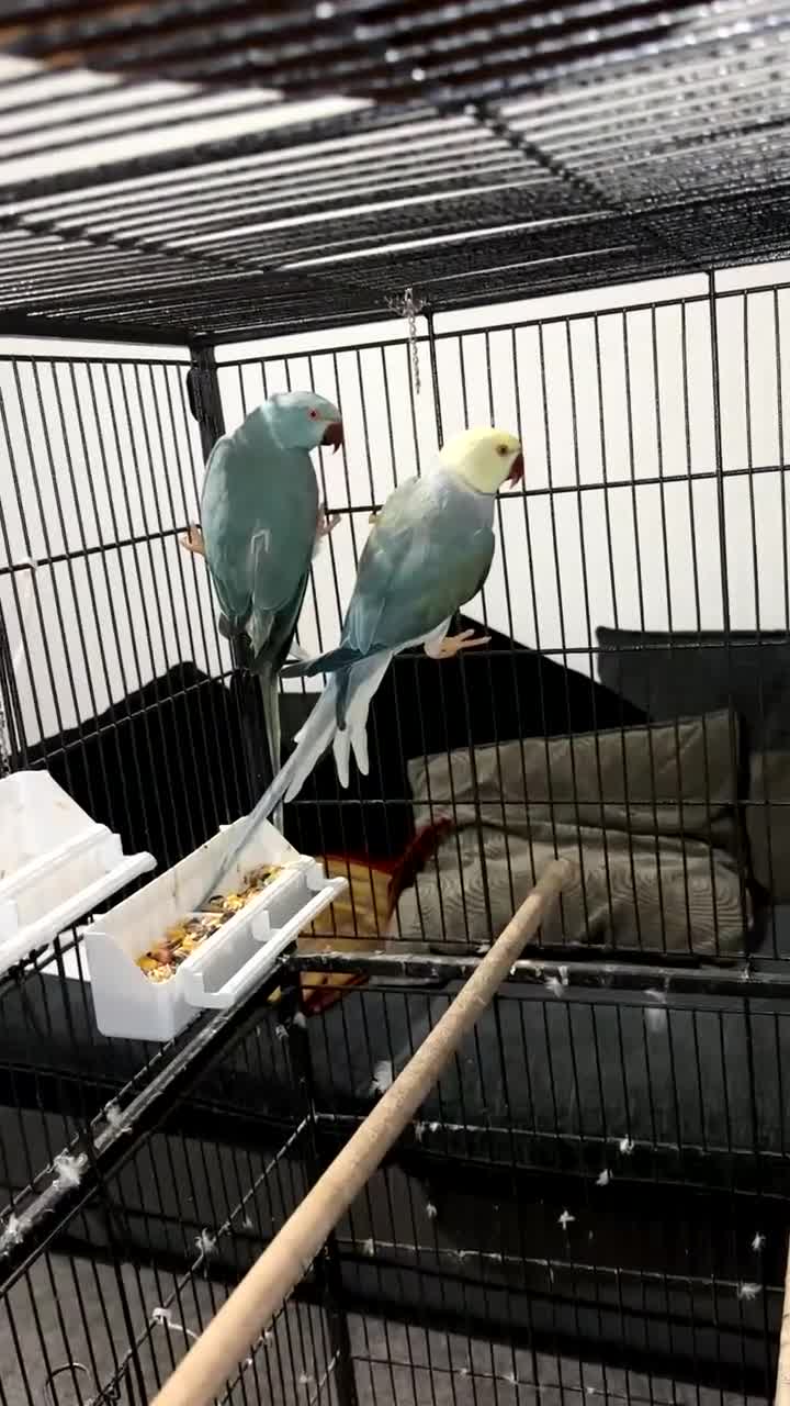 Ringnecks birds for sale: Breeding pairs of Indian ring neck BLUE - Video 1