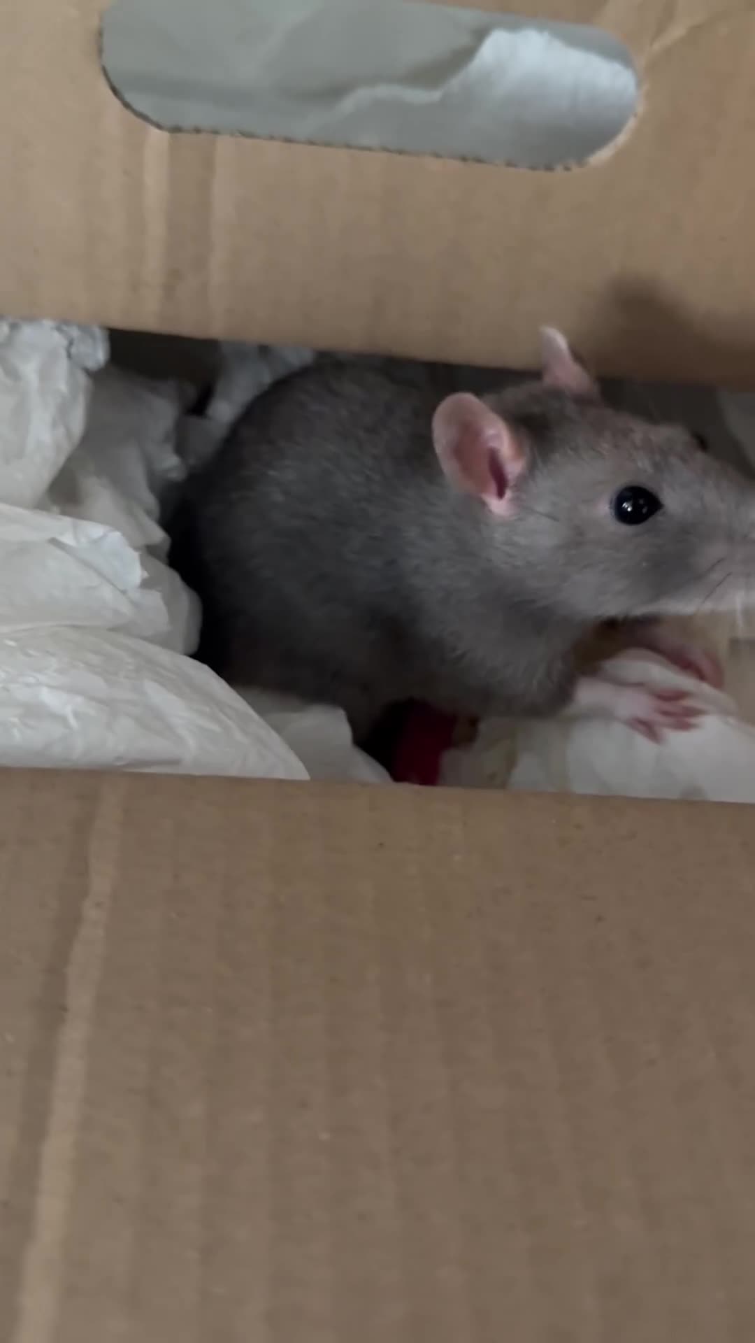 Rat rodents for sale: Mother & Daughter Rat for Rehoming - Video 2