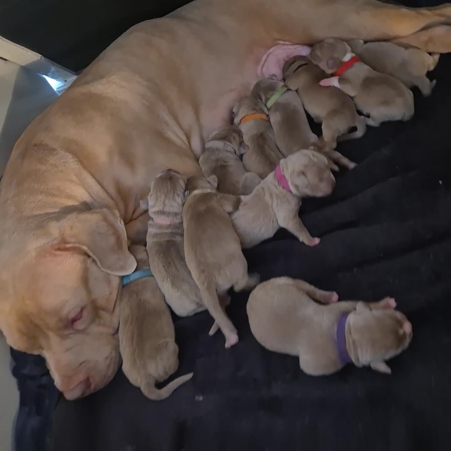 American Bully dogs for sale: Standard american bully  - Video 4