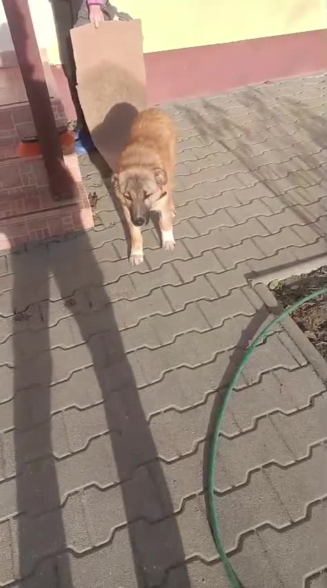 Mixed Breed dogs for adoption: 🐾Meet CHARLIE🐾 - a Lovely Boy for a Loving Home - Video 3