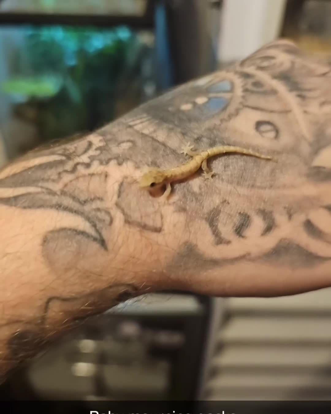 Gecko reptiles for sale: Baby morning geckos for sale - Video 1