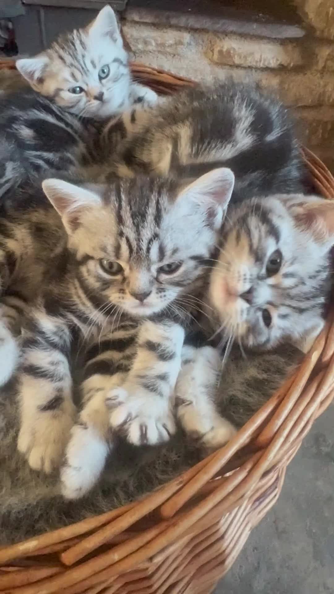 British Shorthair cats for sale: British Shorthair Silver tabby male kitten  - Video 1