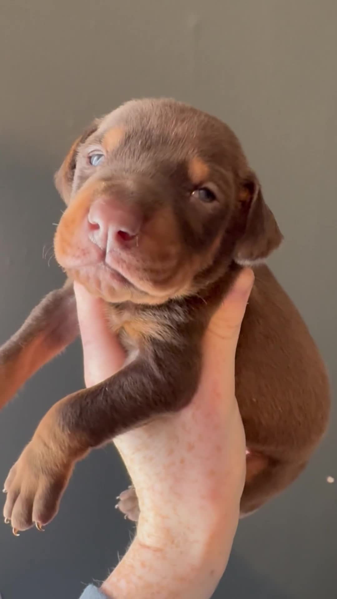 Dobermann dogs for sale: ❌ ready monday❌Health tested Dobermans not Kc reg  - Video 1