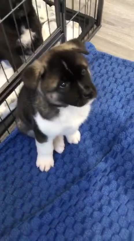 Akita dogs for sale: Gorgeous Full American Akita Pups - Video 1