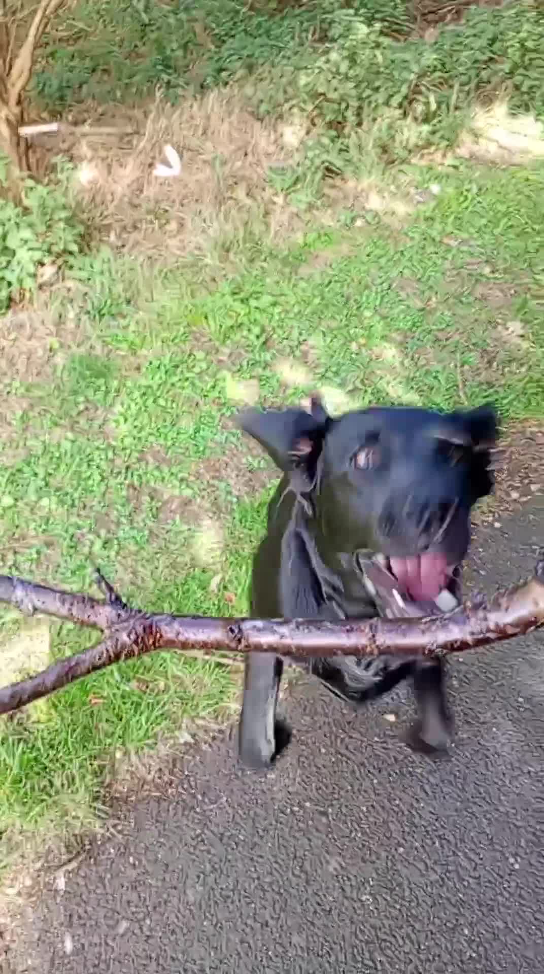 Labrador Retriever dogs for sale: Rhys. - Video 1