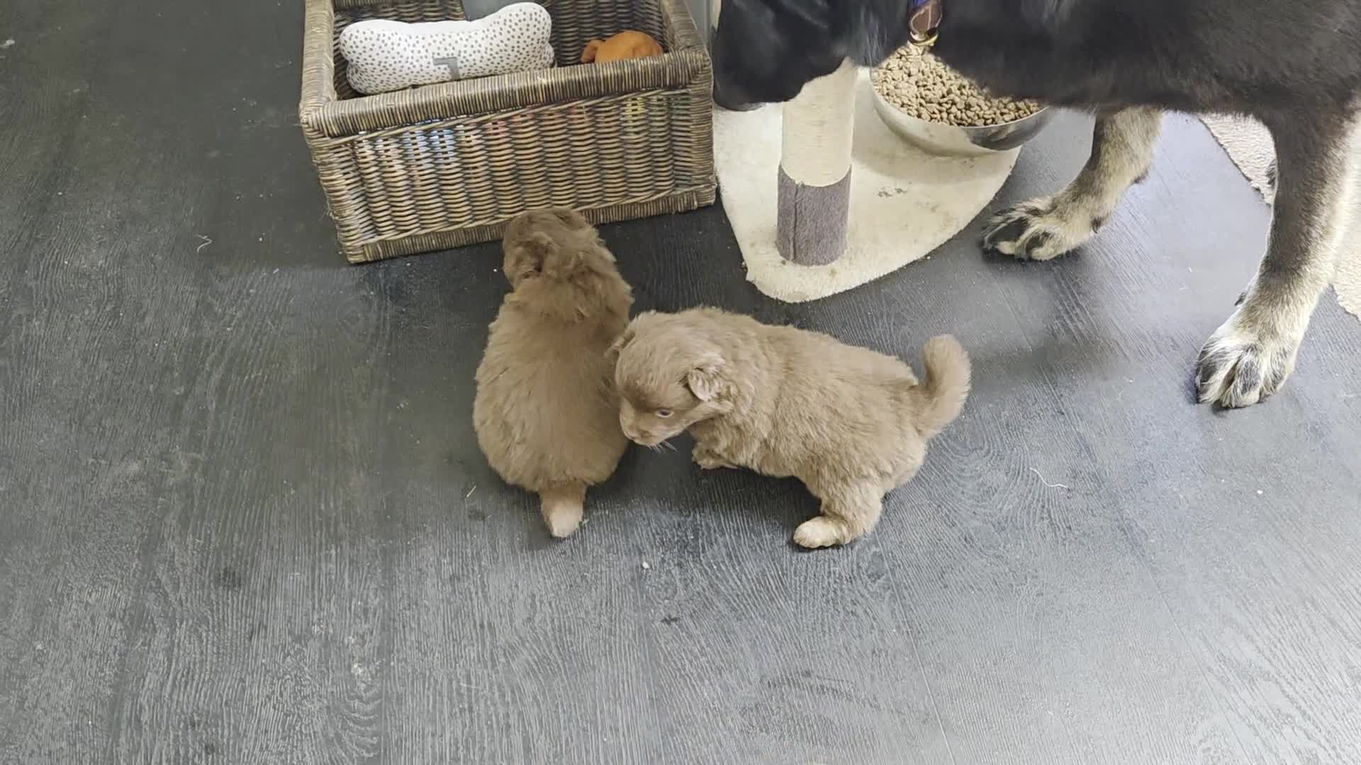 Mixed Breed dogs for sale: Pomeranian x puppies  - Video 1