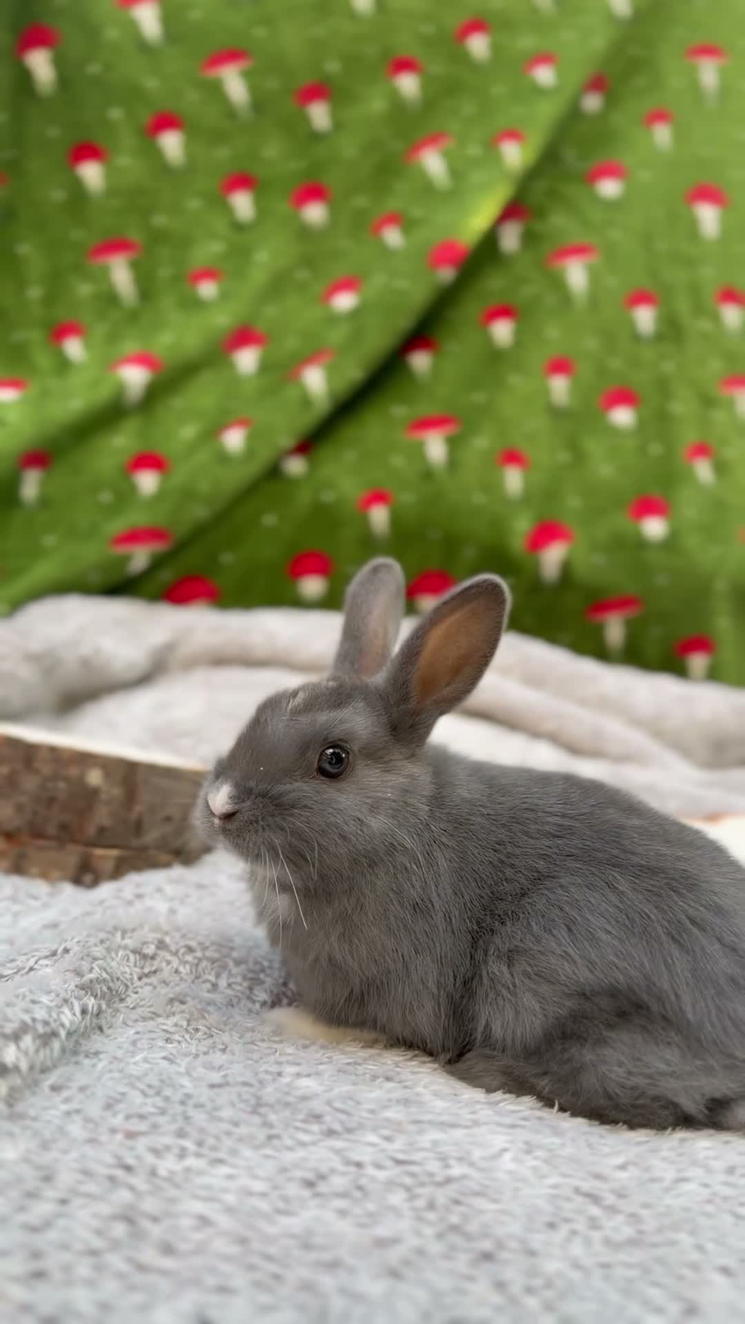 Mixed Breed rabbits for sale: Ready to go Rex mix doe  - Video 1