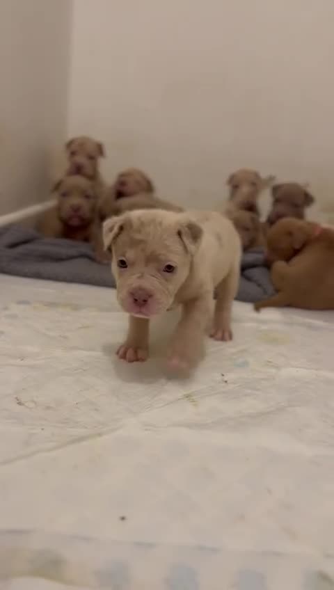 Mastiff dogs for sale: Stunning mastiff puppies - Video 3