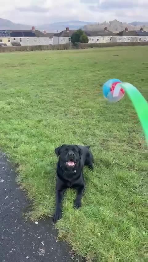 Rottweiler dogs for stud: STUD AVAILABLE “Hunter” (Rottweiler × Labrador) - Video 1