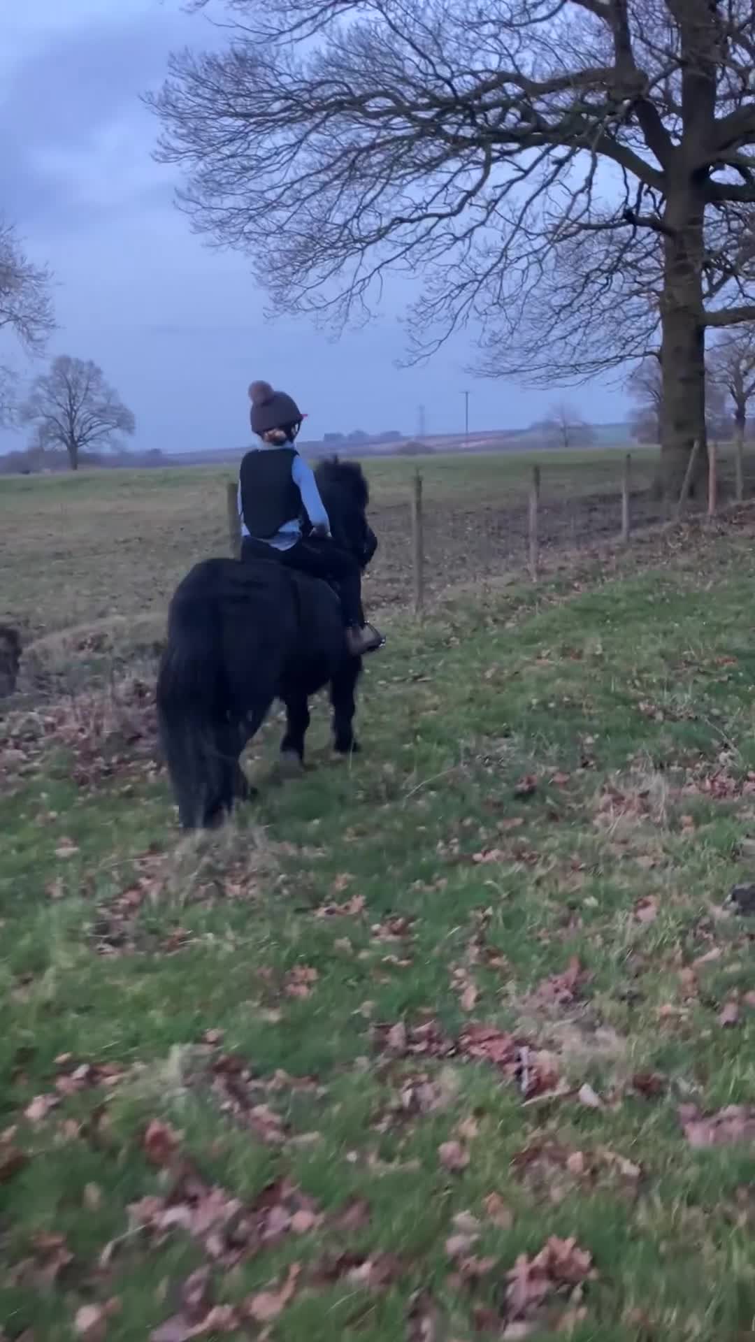 Shetland pony horses for sale: Shetland - Video 3