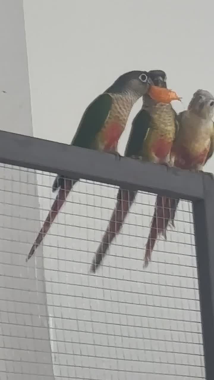 Conures birds for sale: Semi tame conures  - Video 1