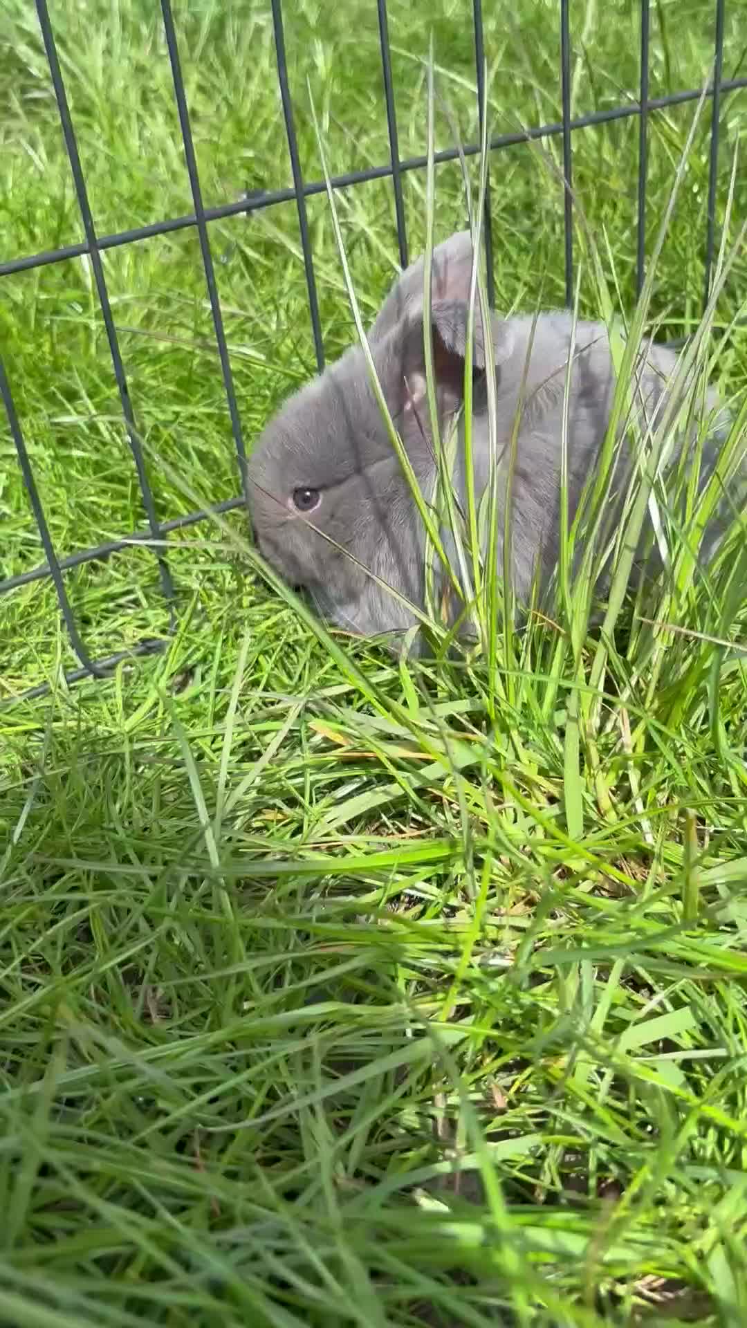 Mini Lop rabbits for sale: Adorable Mini Lop Babies - Video 2