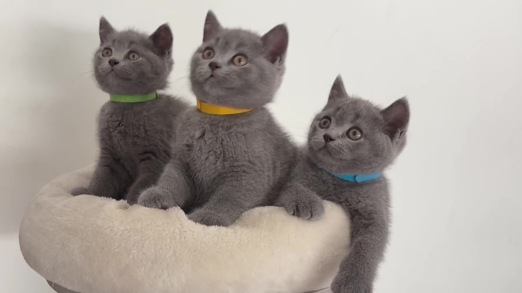 British Shorthair cats for sale: READY NOW ✨ British Shorthair Blue Kittens  - Video 2