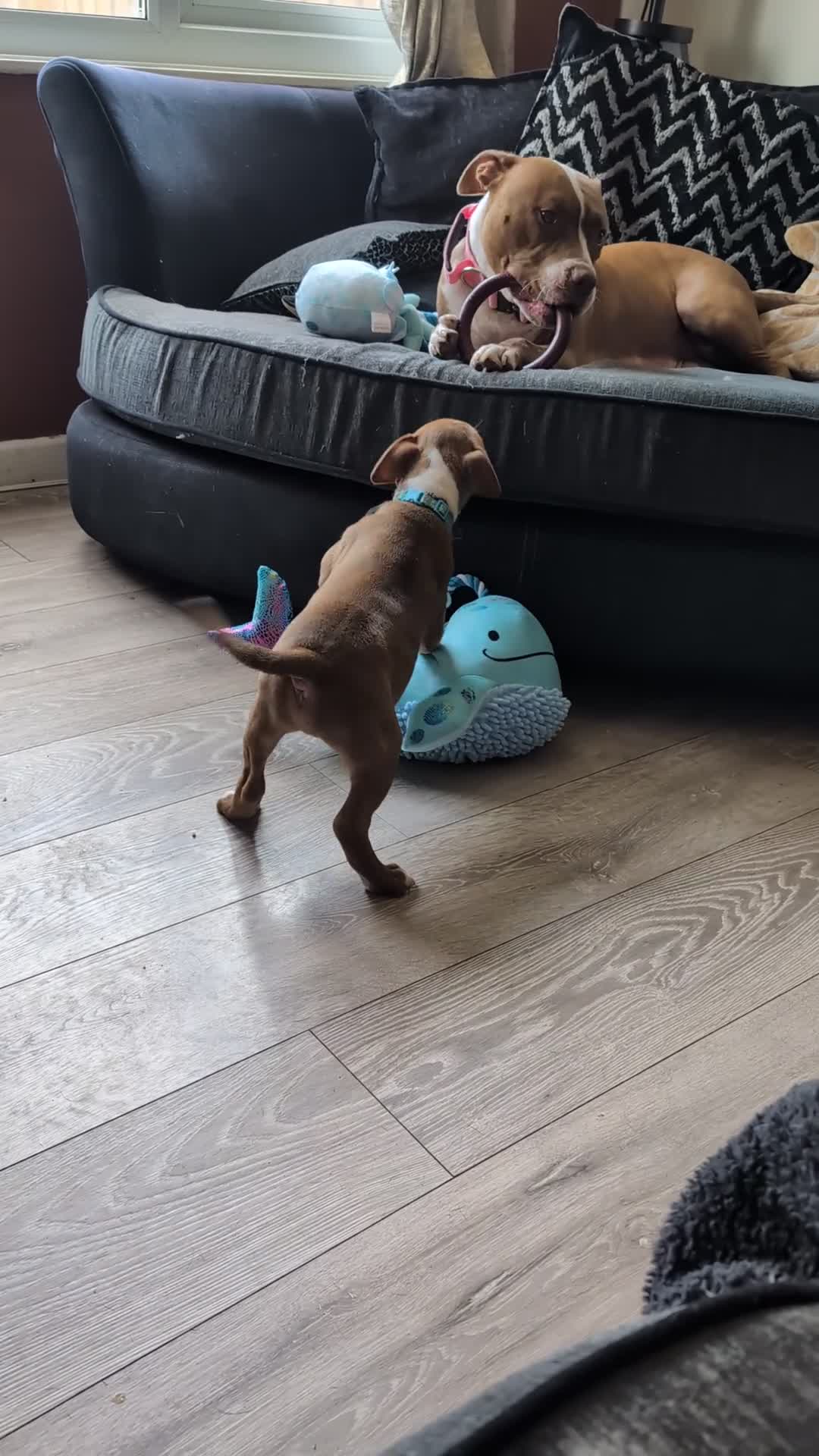 Mixed Breed dogs for sale: American bulldog x staffie, Ready to leave!! - Video 2