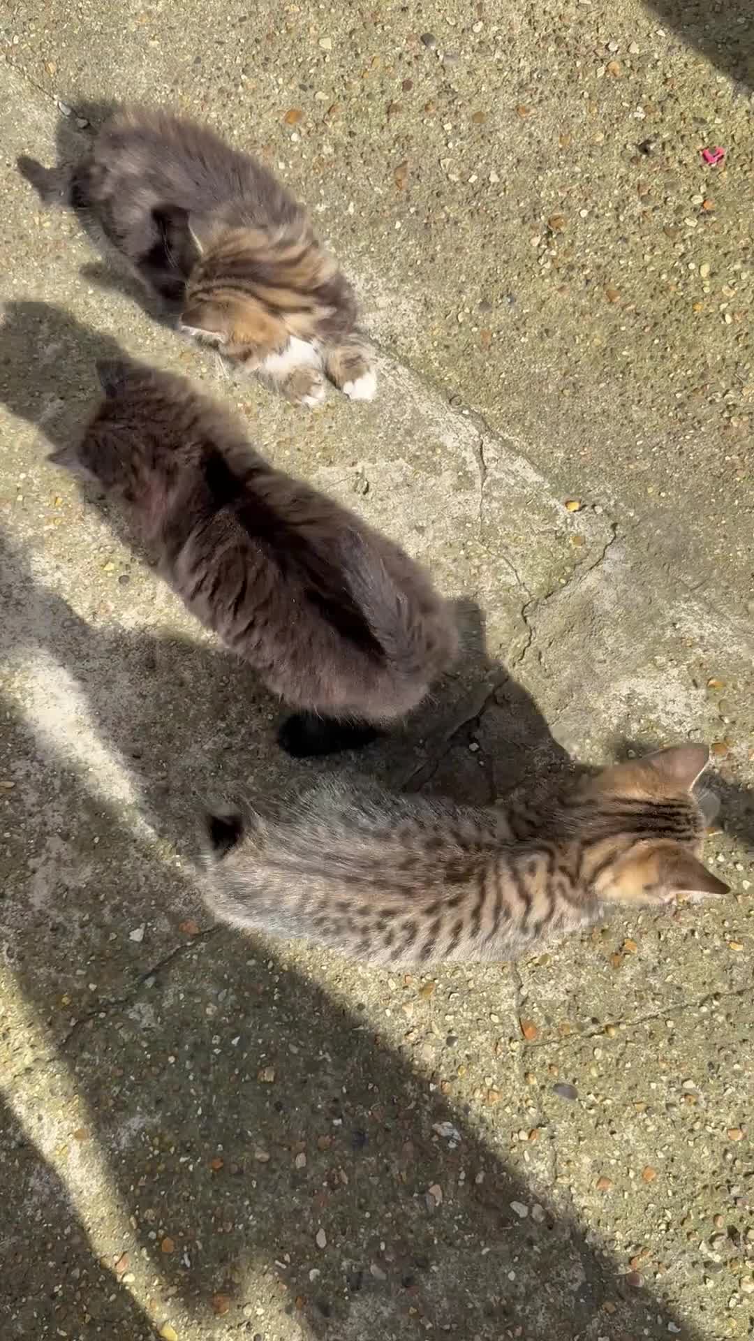 Mixed Breed cats for sale: cute mixed kittens  - Video 1