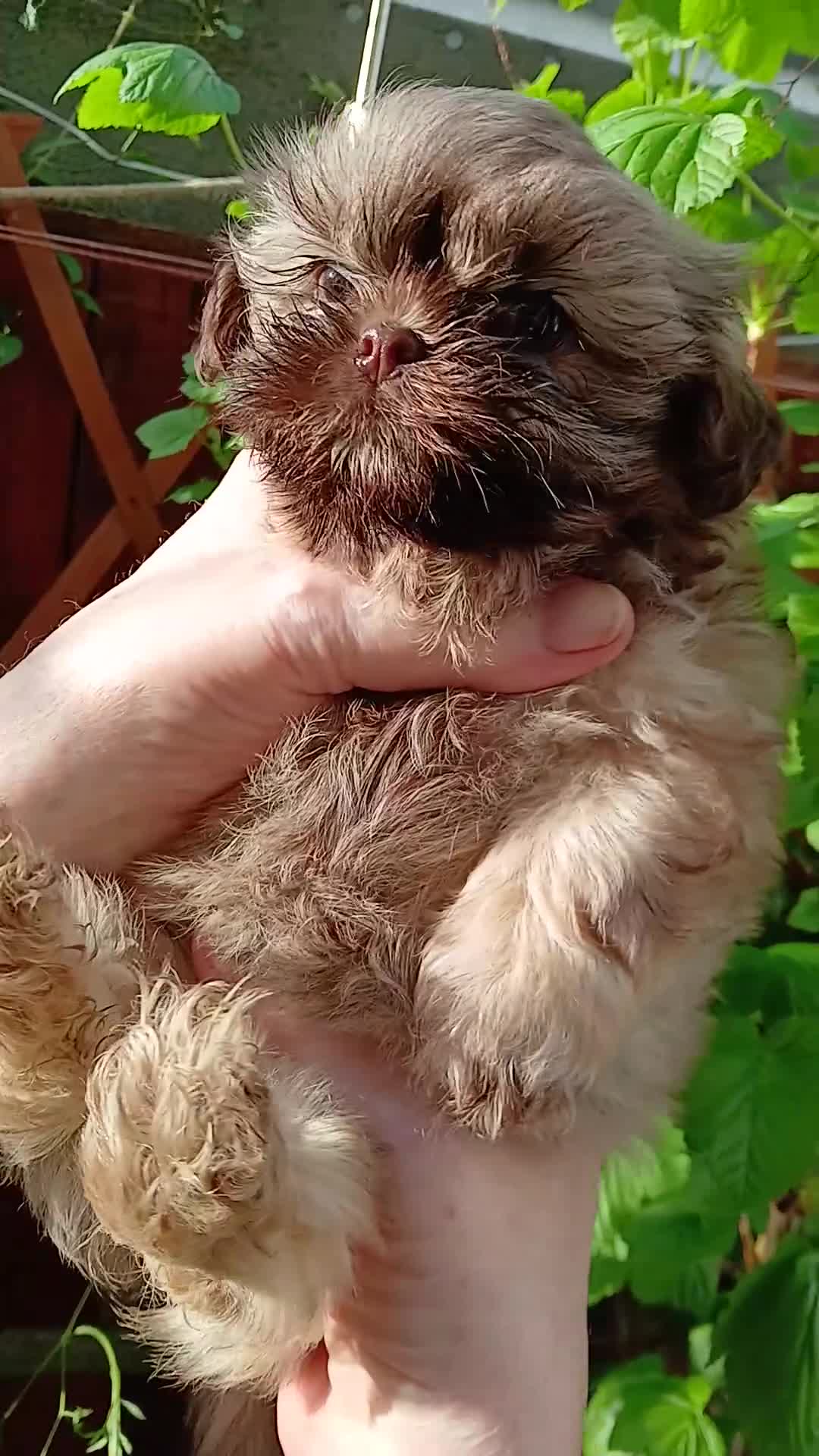 Shih Tzu dogs for sale: ShihTzu pups ready now - Video 1