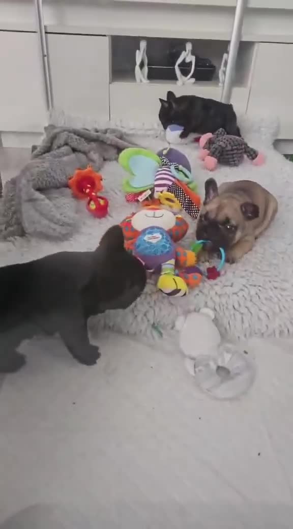 French Bulldog dogs for sale: KC QUALITY PUPPIES - Video 2