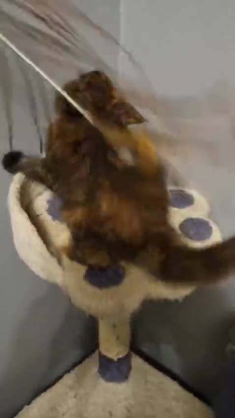 Maine Coon cats for sale: GCCF Regestered Maine Coon Kittens - Video 1