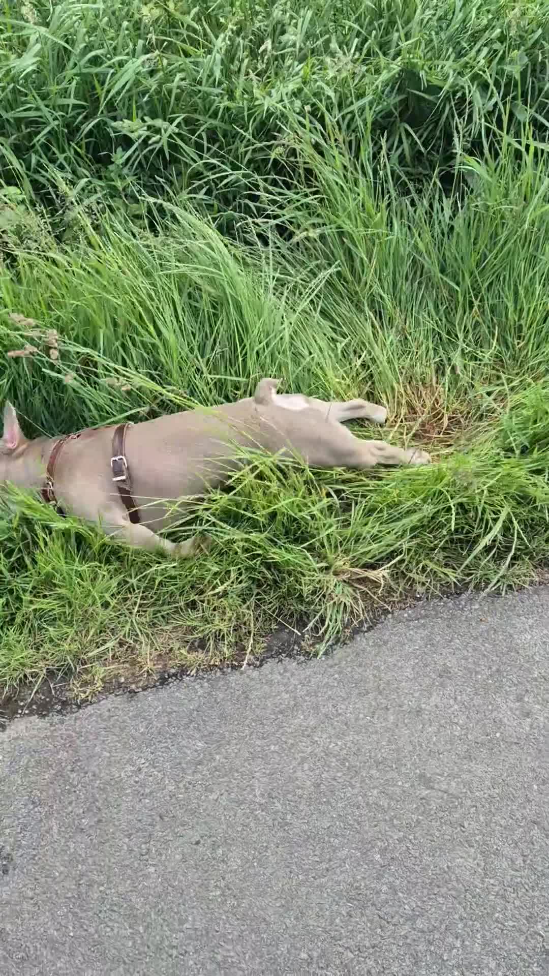 French Bulldog dogs for stud: Isabella French Bulldog for Stud - Video 1