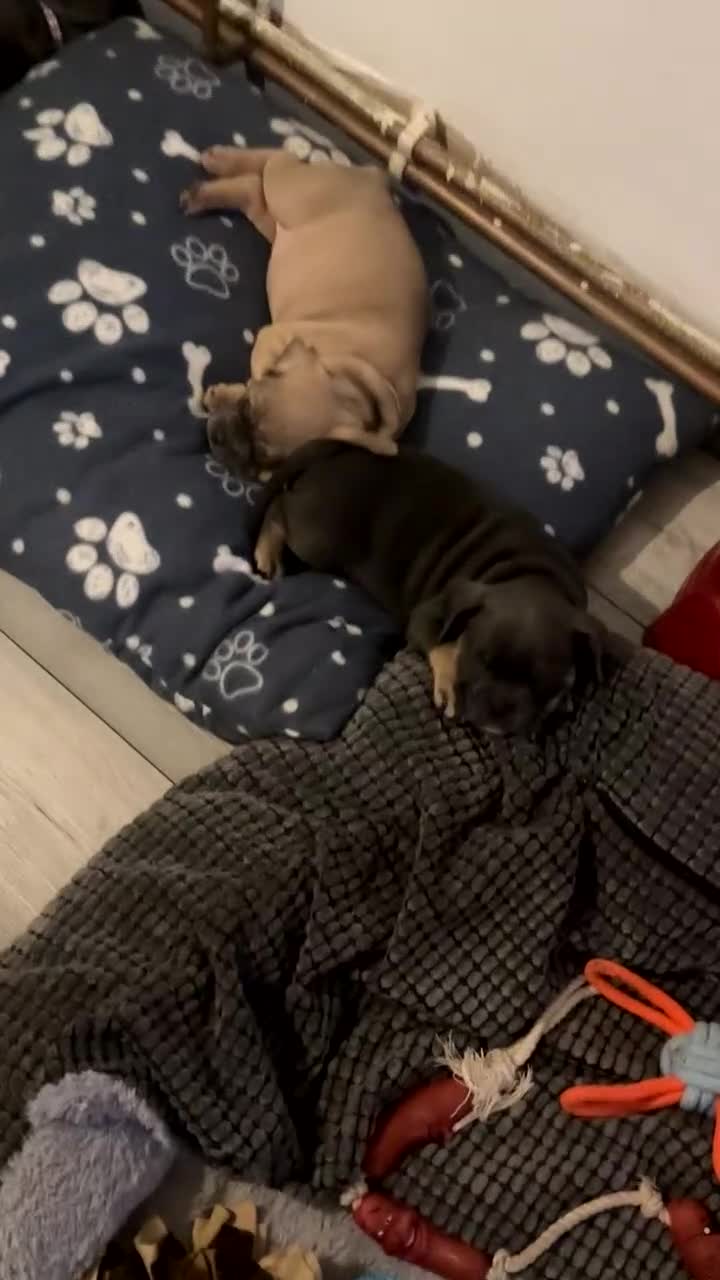 Mixed Breed dogs for sale: 5 girls 4 boys french x American pocket bully - Video 1