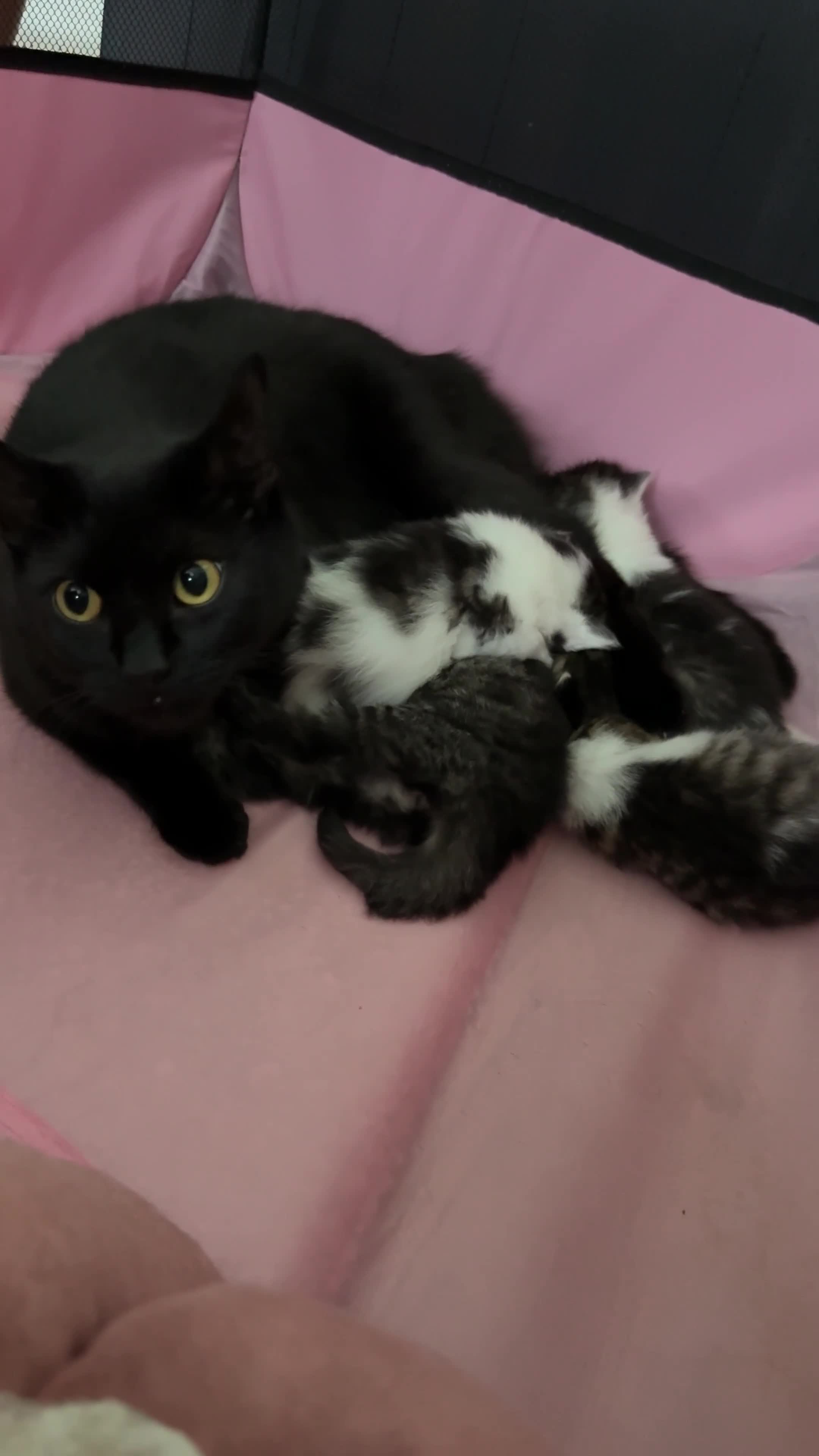 British Shorthair cats for sale: Beautiful Family Raised Kittens  - Video 1