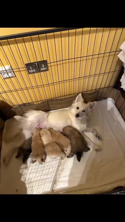 Pomsky dogs for sale: Amazing pomsky puppies - Video 1