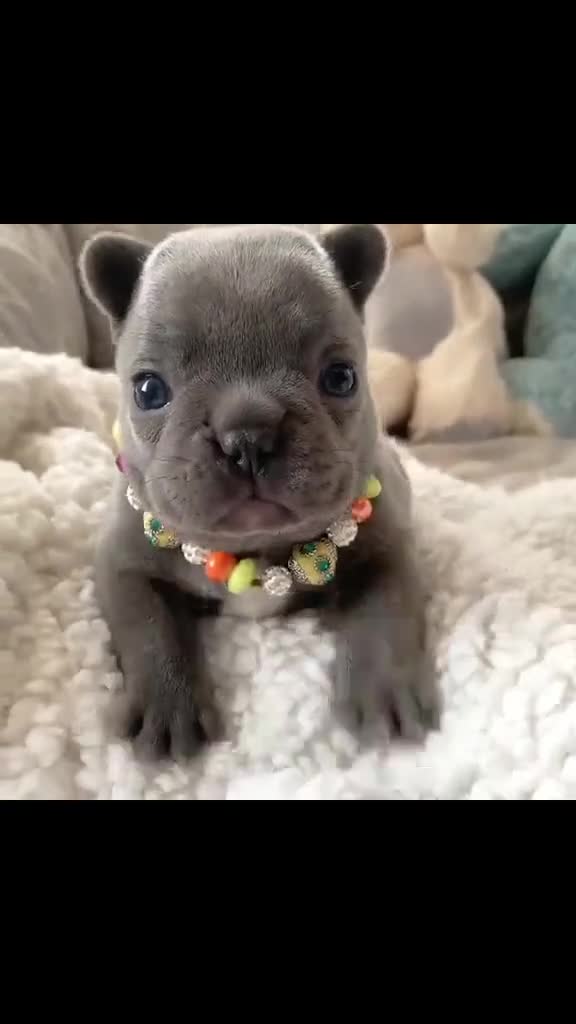 French Bulldog dogs for sale: Quality Stunning Frenchies Bull Puppies  - Video 4