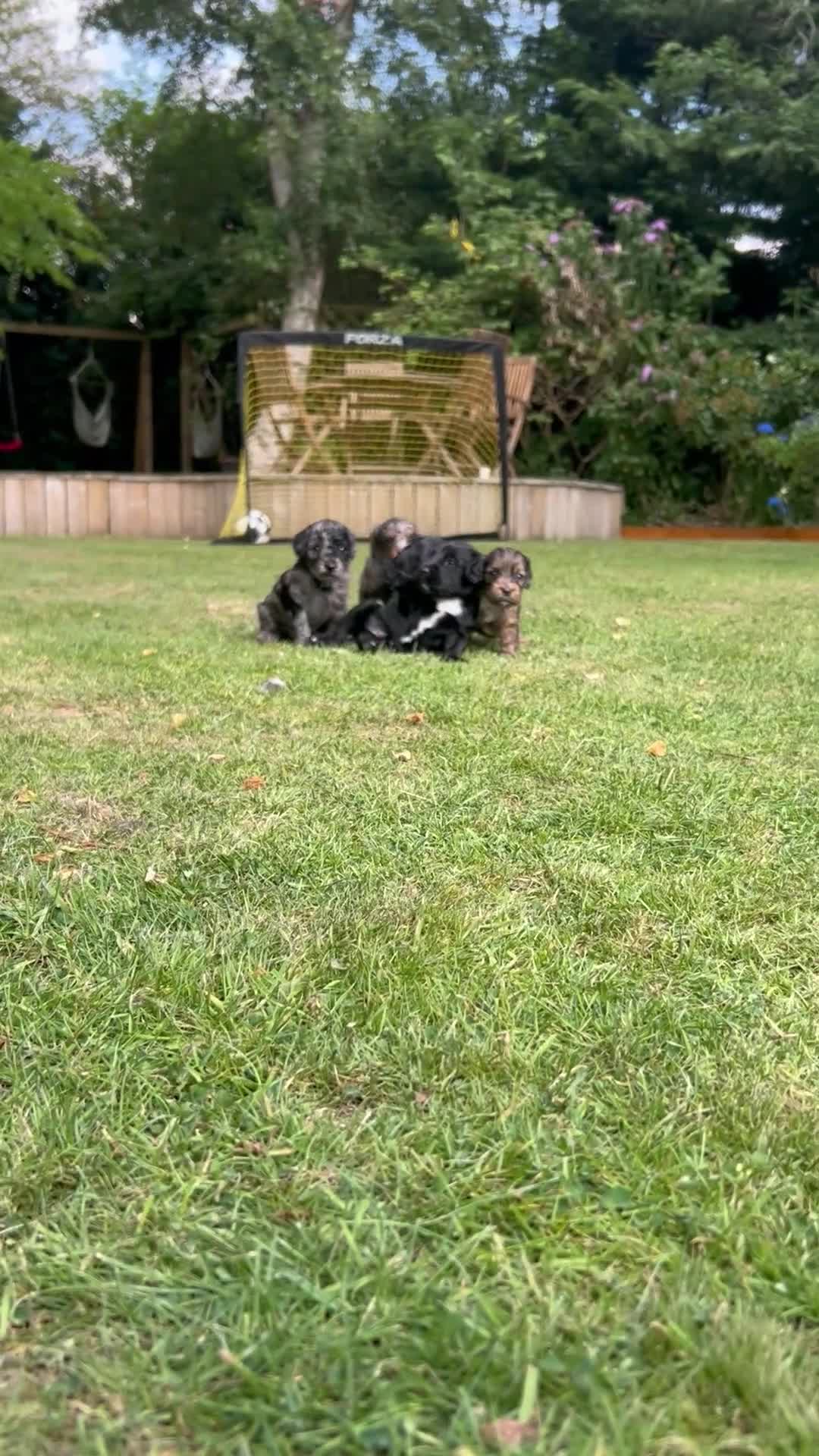 Cockapoo dogs for sale: Chocolate &Blue Merle, Tricolour & black cockapoos in Carlisle - Video 3