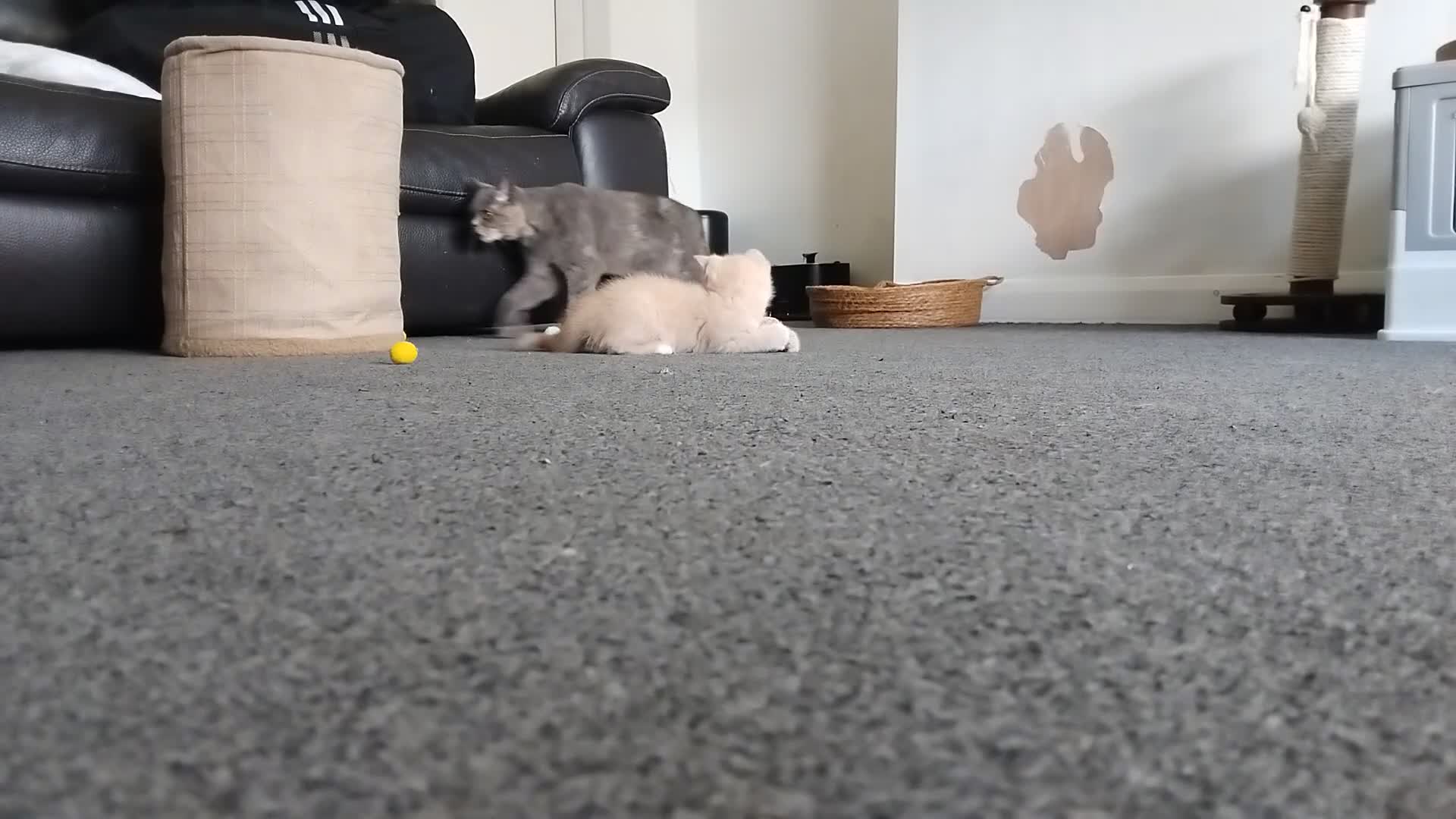 British Shorthair cats for sale: RARE Stunning BSH Cream Female for Sale  - Video 1