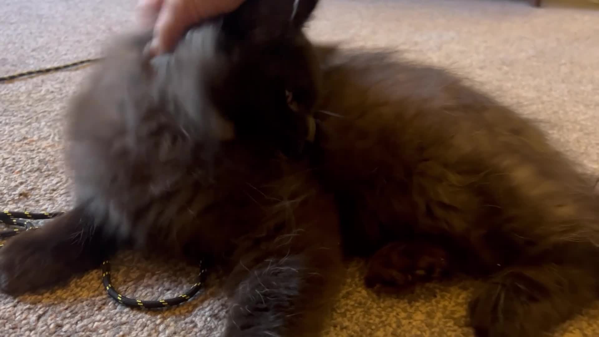 Maine Coon cats for sale: Purebred Maine Coon Kittens.Blue,Black Smoke,Tabby - Video 4
