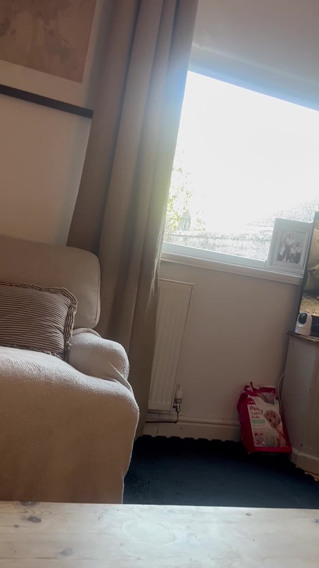 Mixed Breed cats for sale: Mixed breed kittens for sale in Stourbridge - Video 2