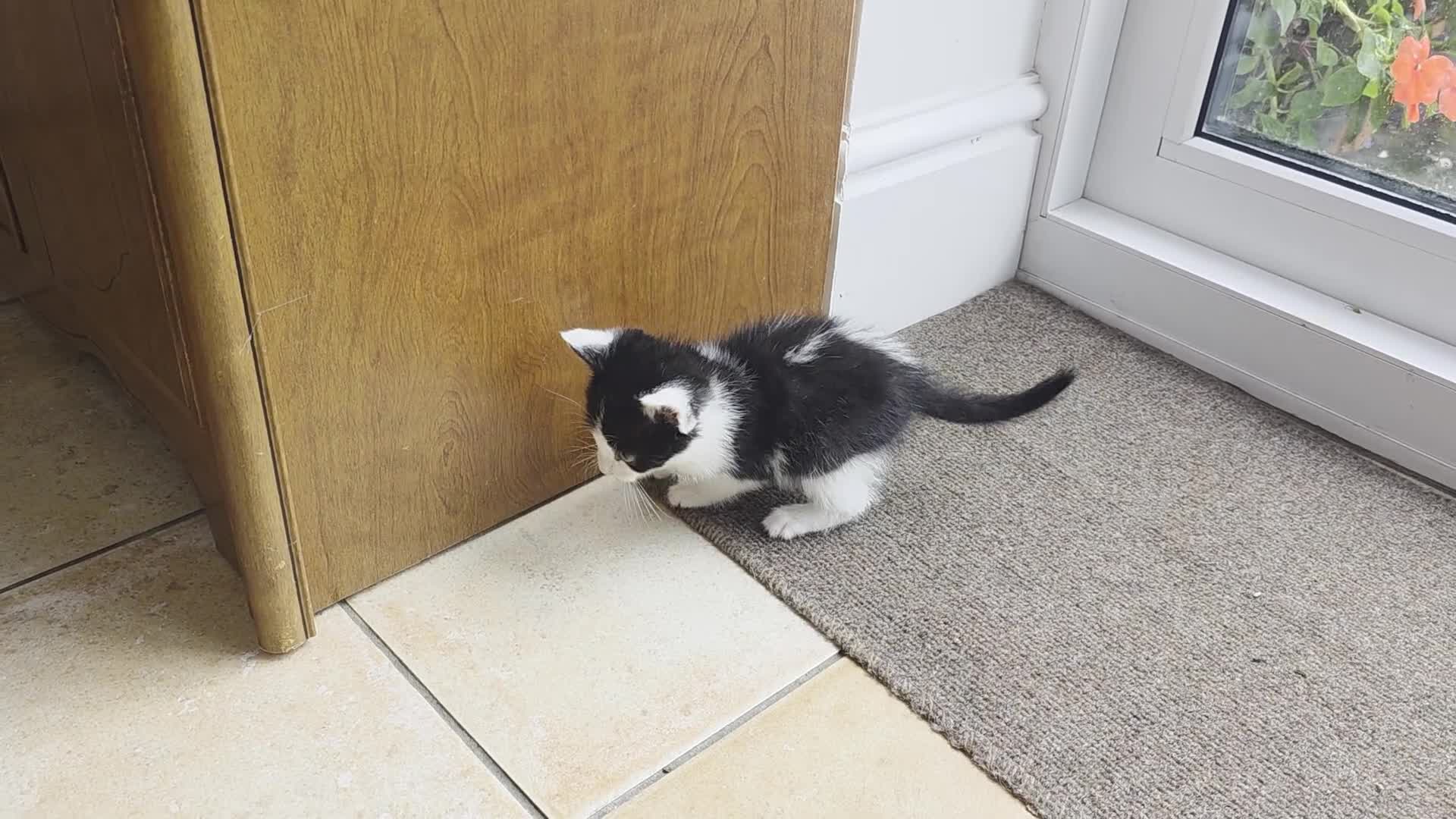 Mixed Breed cats for sale: 5 Adorable Kittens Ready for New Homes 🐾 - Video 1