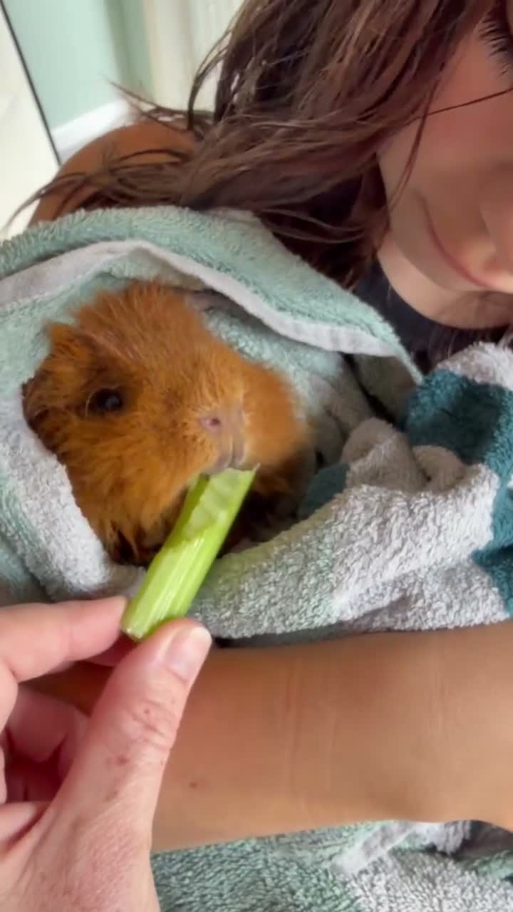 Guinea Pig rodents for sale: 2x boar/boy guinea pigs - well bonded  in Loughborough - Video 1