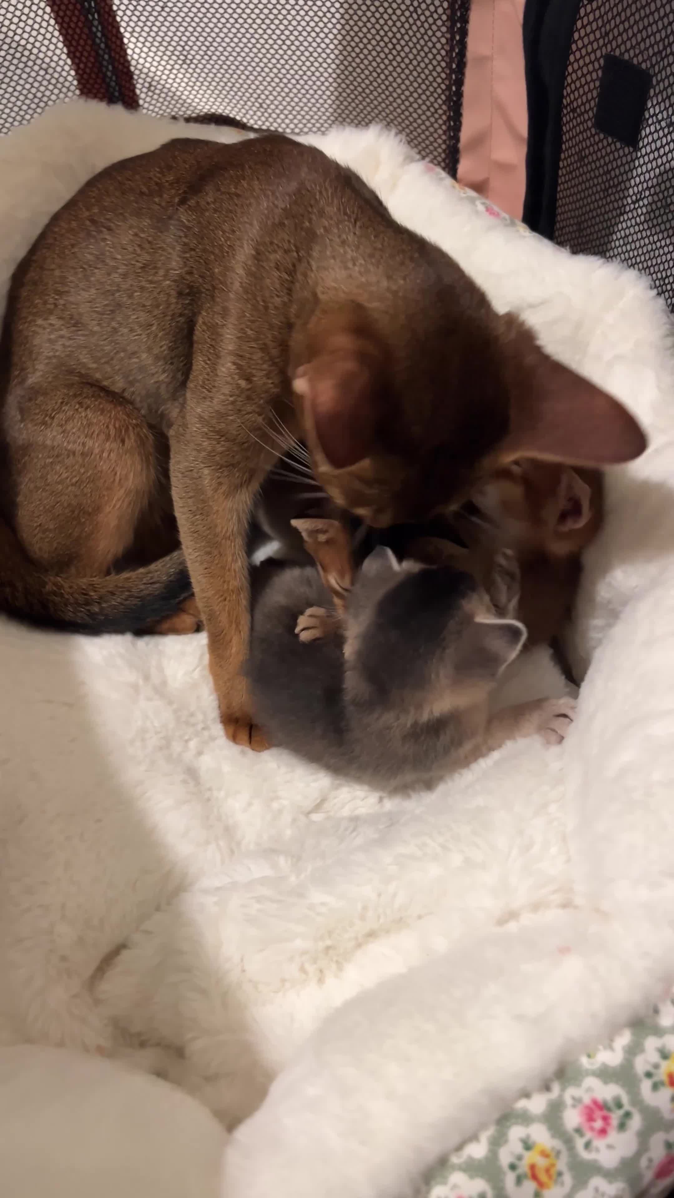 Abyssinian cats for sale: 🥇 5+ Gen Champ🏆 Fawn🤍Blue💙 girls🤎choco🧡ruddy - Video 1