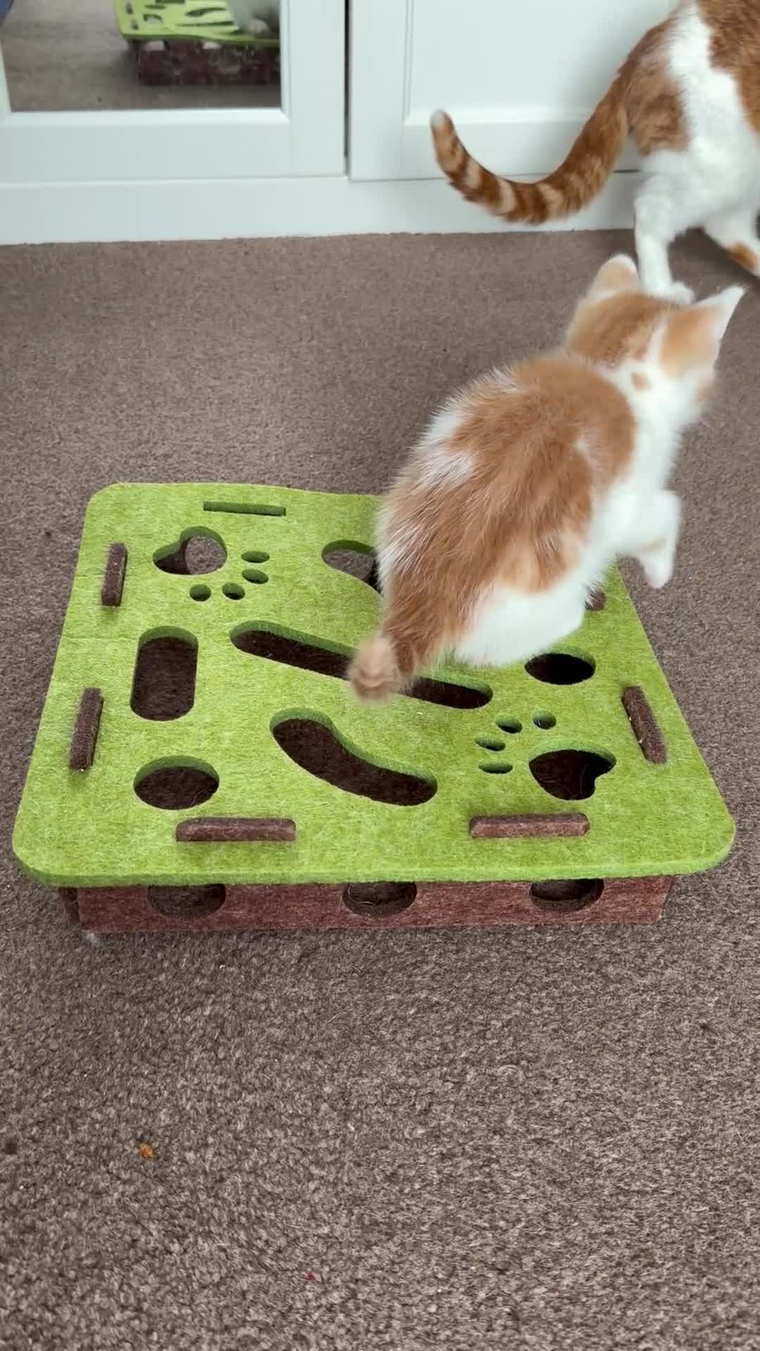 Mixed Breed cats for sale: Ginger & White Kitten  - Video 2