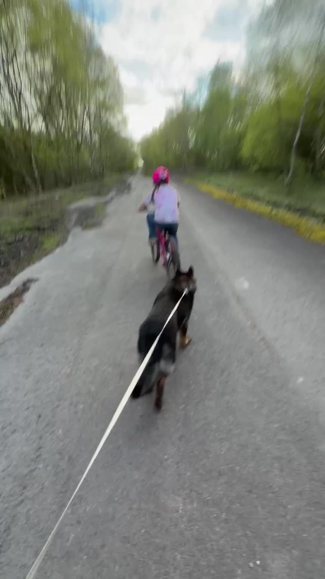 German Shepherd dogs for sale: Male working line GSD  - Video 1
