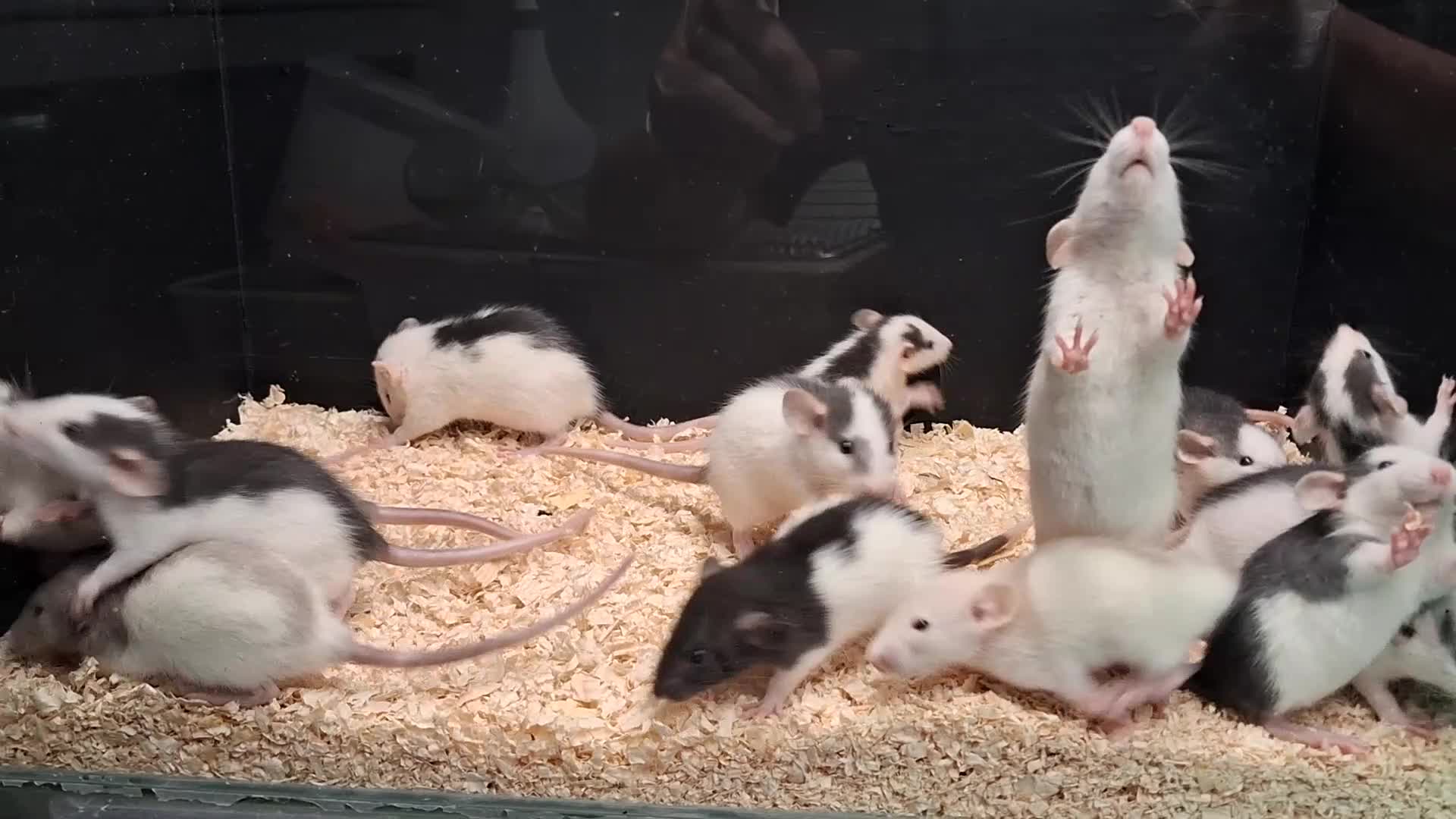 Rat rodents for sale: Baby Dumbo Rat's available, Males & Females  - Video 1