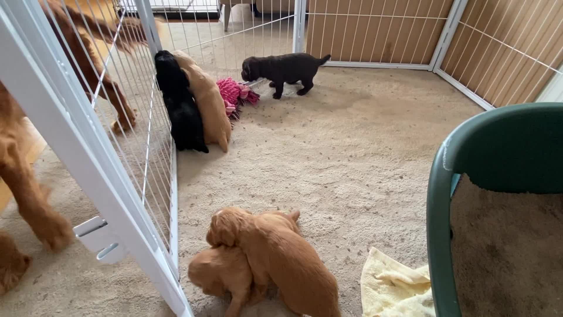 Cocker Spaniel dogs for sale: Beautiful working Cocker Spaniel puppies  in Royston - Video 1