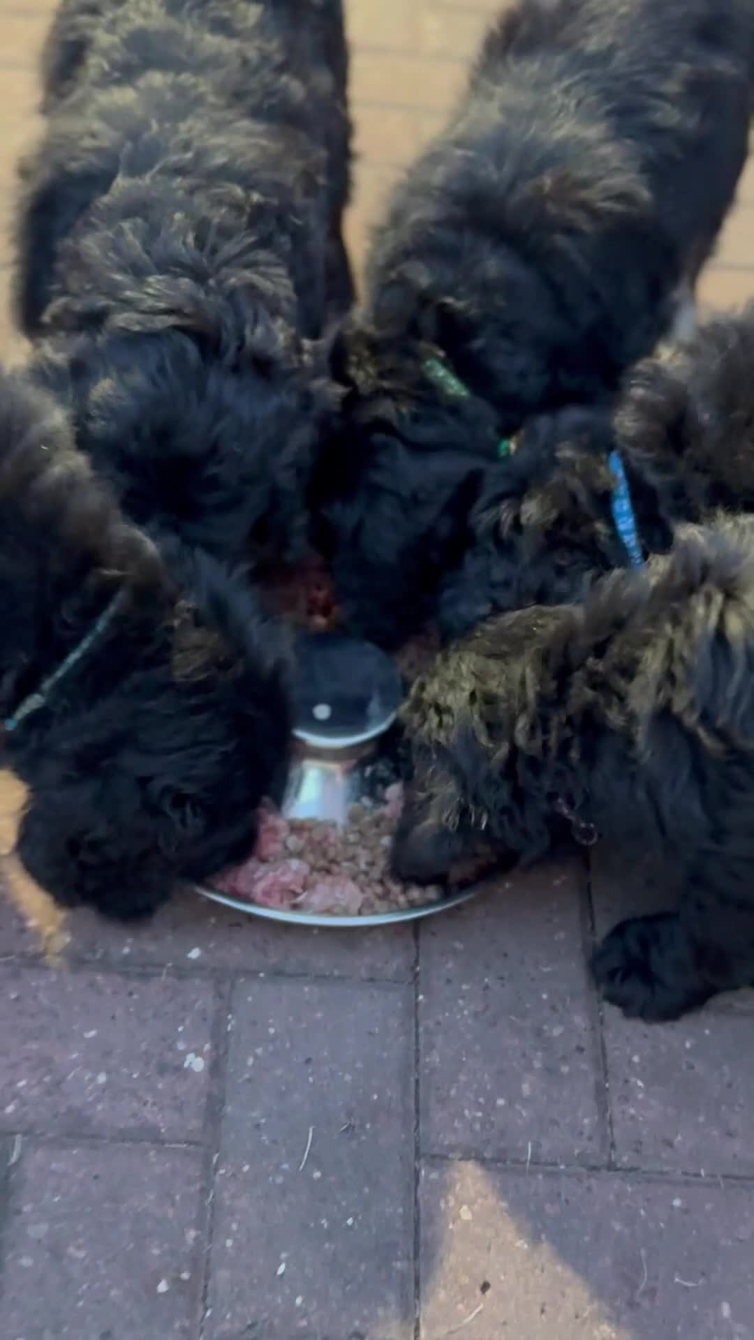 Goldendoodle dogs for sale: Ready to go F1 Standard Goldendoodle Puppies  - Video 2