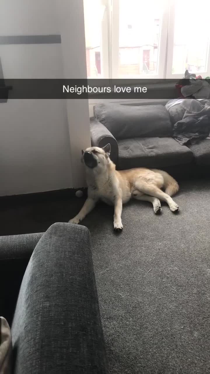 Mixed Breed dogs for stud: Huskita in Glasgow - Video 1