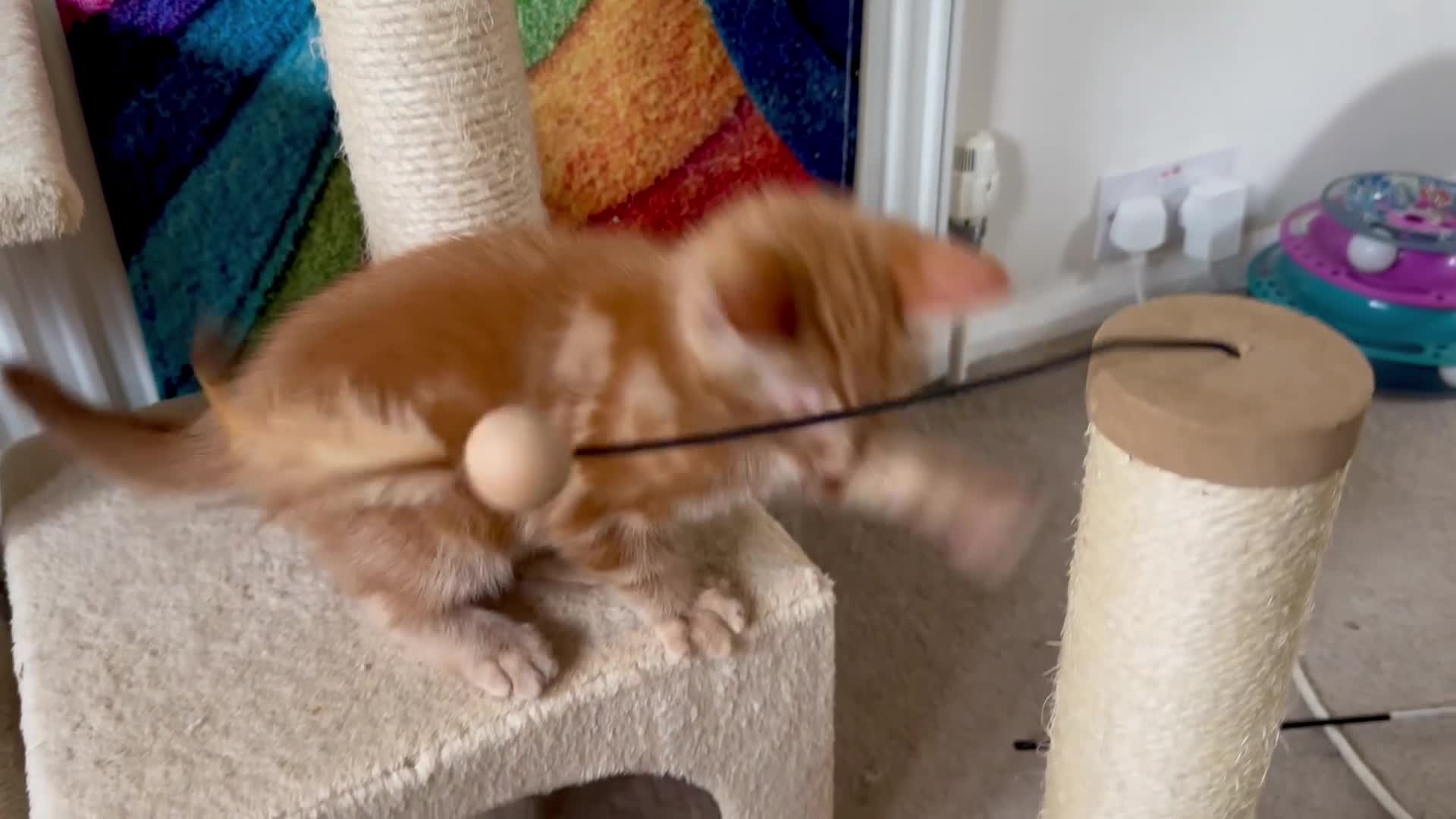 Mixed Breed cats for sale: Amiable mixed breed kttens - Video 1