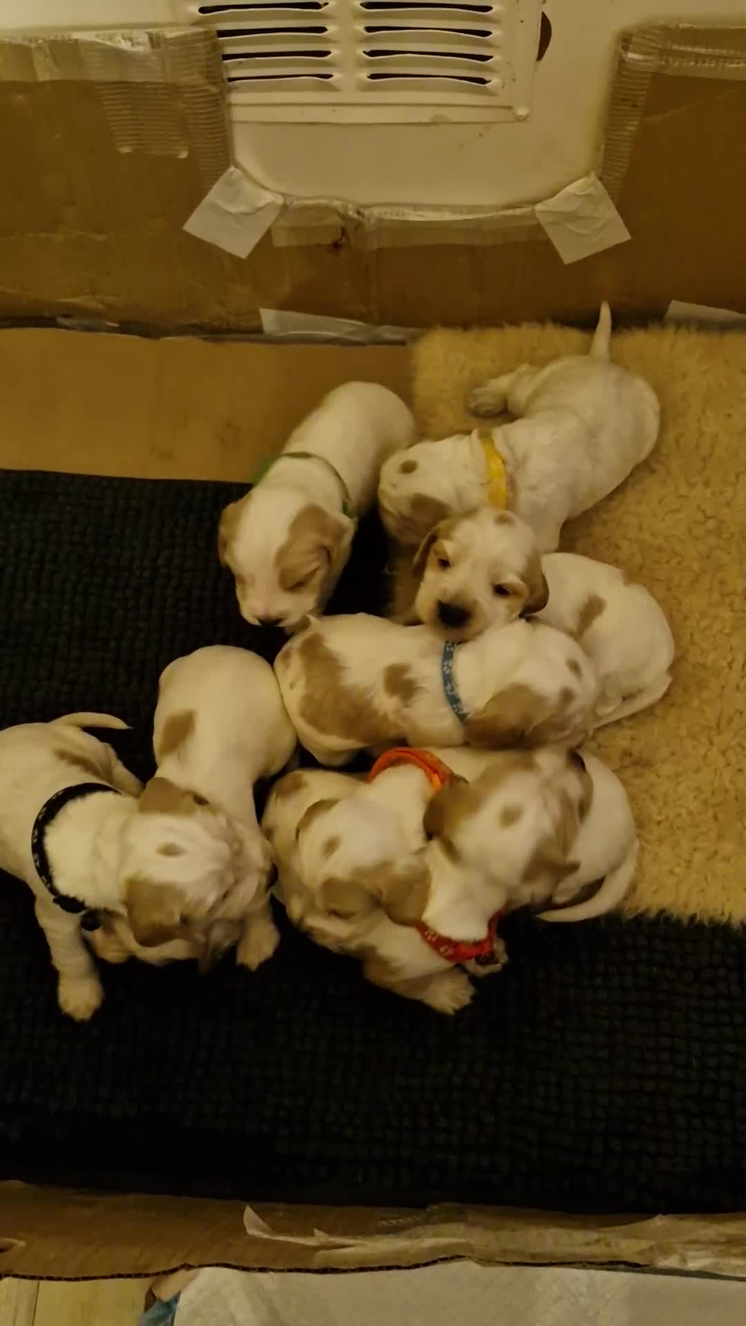 Cocker Spaniel dogs for sale: KC registered pedigree Cocker Spaniels - Video 1