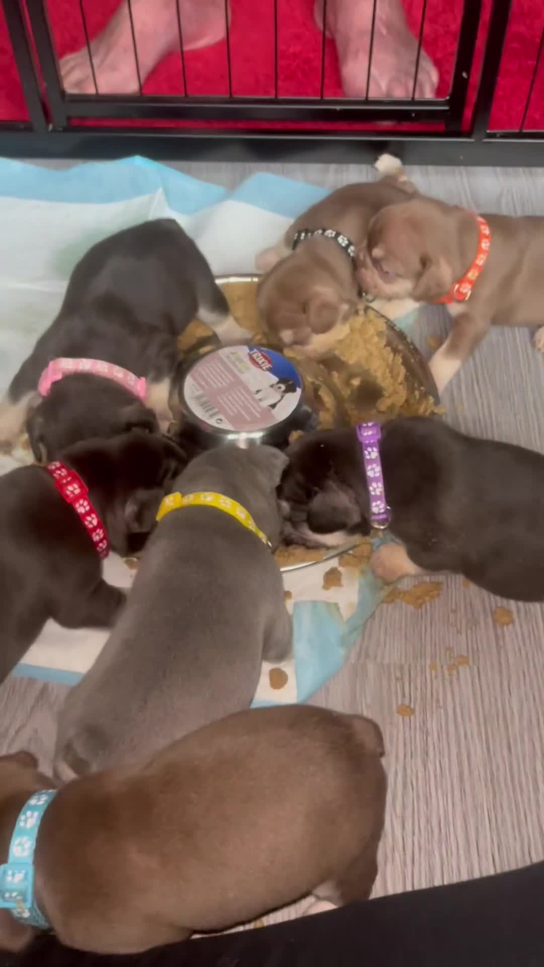 French Bulldog dogs for sale: 5 girls  - Video 1