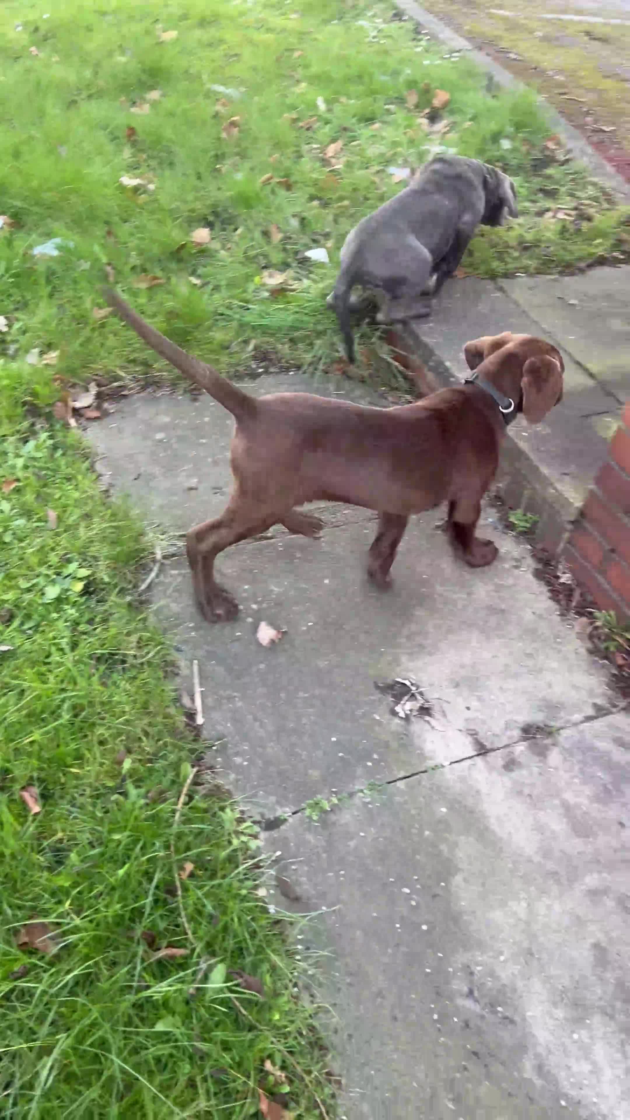 Bandog dogs for sale: Bandogge pup - Video 1